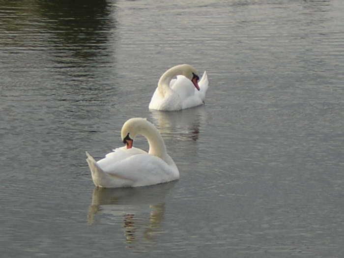 Swans at Barshaw Park