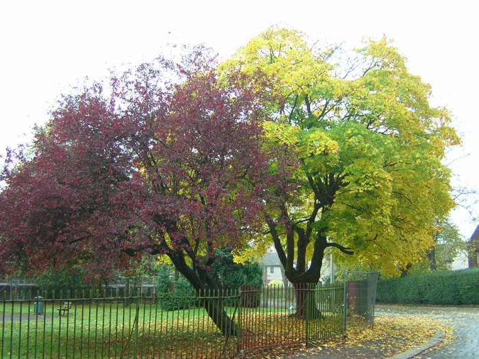 Trees at Brodie Park